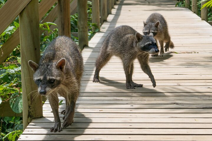  Private Shuttle Transportation Driver Costa Rica